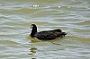 Thumbnail of 38.jpg