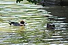 Thumbnail of 40.jpg