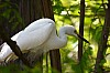 Thumbnail of 41.jpg