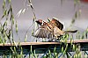 Thumbnail of 43.jpg