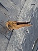 Thumbnail of ichimonjiseseri2.jpg