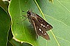 Thumbnail of ichimonjiseseri3.jpg