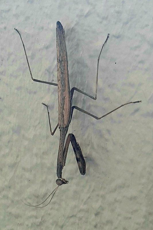 kokamakiri4.jpg