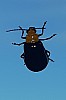 Thumbnail of kurourihamushi.jpg